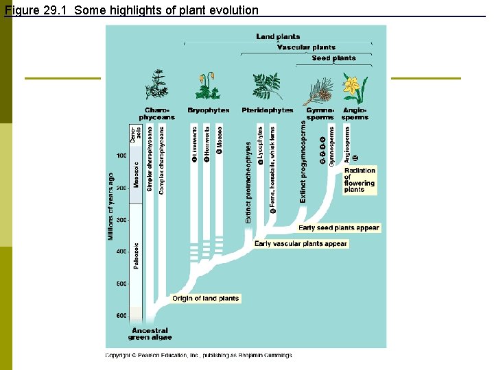 Figure 29. 1 Some highlights of plant evolution 