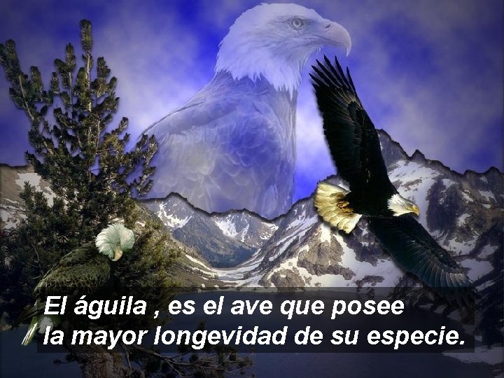 El águila , es el ave que posee la mayor longevidad de su especie.