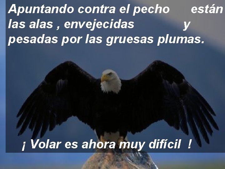 Apuntando contra el pecho están las alas , envejecidas y pesadas por las gruesas