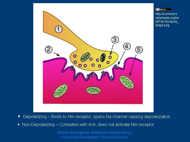 http: //commons. wikimedia. org/wi ki/File: Synapse_ diag 4. png § Depolarizing – Binds to http: //commons. wikimedia. org/wi ki/File: Synapse_ diag 4. png § Depolarizing – Binds to