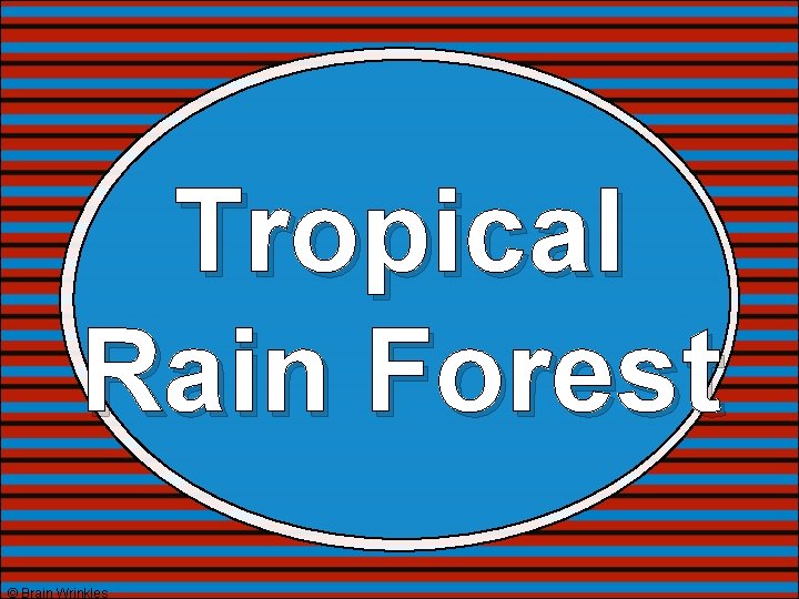 Tropical Rain Forest © Brain Wrinkles 