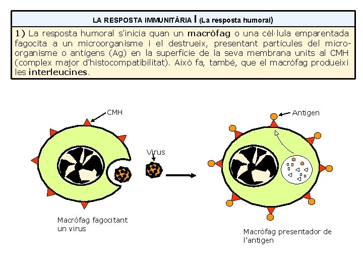 LA RESPOSTA IMMUNITÀRIA I (La resposta humoral) 1) La resposta humoral s’inicia quan un