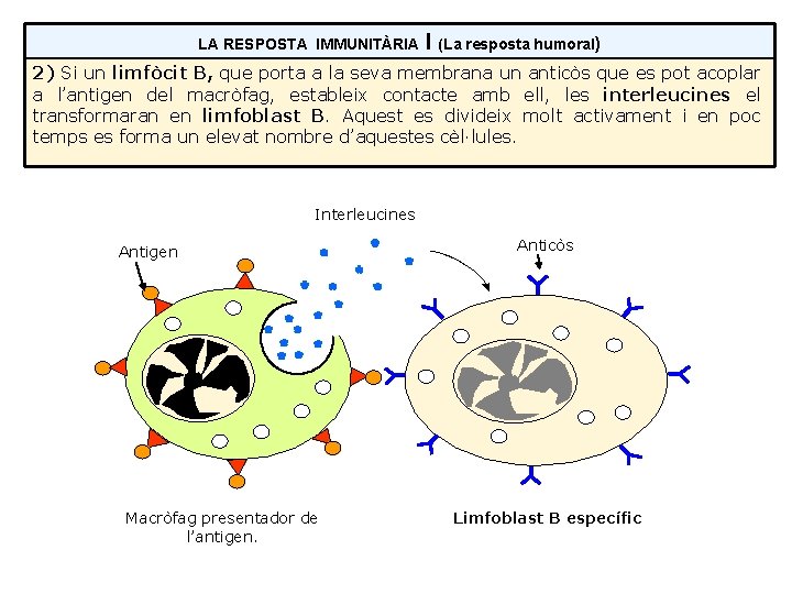 LA RESPOSTA IMMUNITÀRIA I (La resposta humoral) 2) Si un limfòcit B, que porta