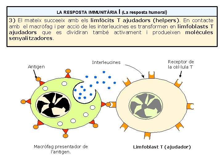 LA RESPOSTA IMMUNITÀRIA I (La resposta humoral) 3) El mateix succeeix amb els limfòcits