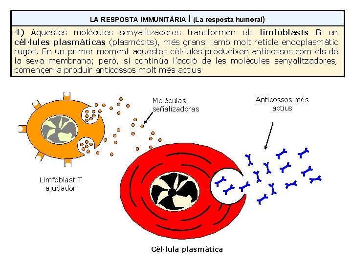 LA RESPOSTA IMMUNITÀRIA I (La resposta humoral) 4) Aquestes molècules senyalitzadores transformen els limfoblasts