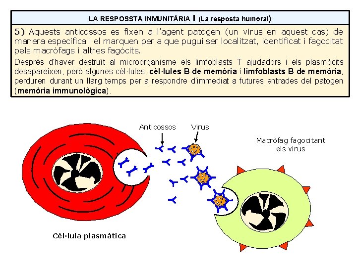 LA RESPOSSTA INMUNITÀRIA I (La resposta humoral) 5) Aquests anticossos es fixen a l’agent