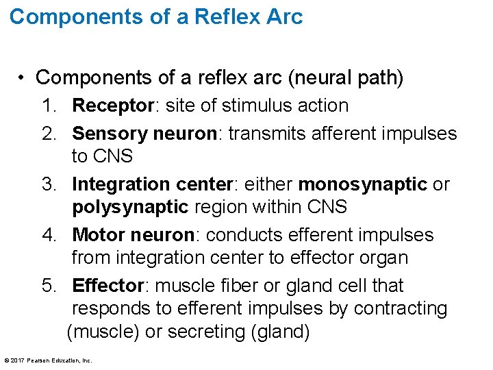 Components of a Reflex Arc • Components of a reflex arc (neural path) 1.