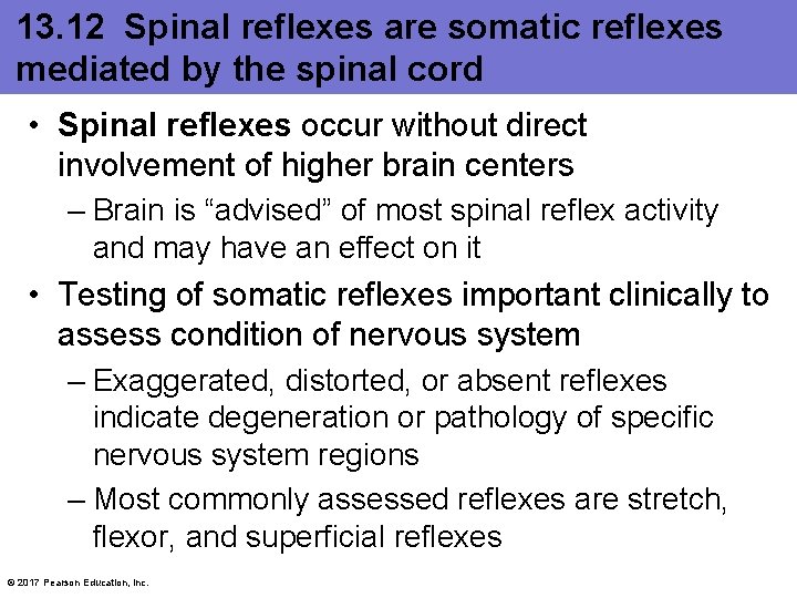 13. 12 Spinal reflexes are somatic reflexes mediated by the spinal cord • Spinal