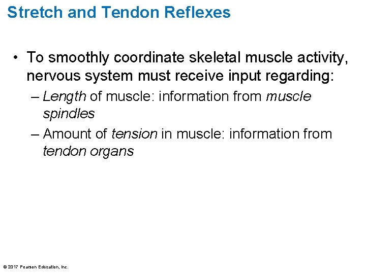 Stretch and Tendon Reflexes • To smoothly coordinate skeletal muscle activity, nervous system must