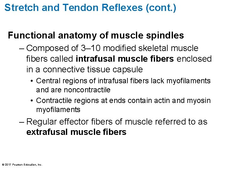 Stretch and Tendon Reflexes (cont. ) Functional anatomy of muscle spindles – Composed of