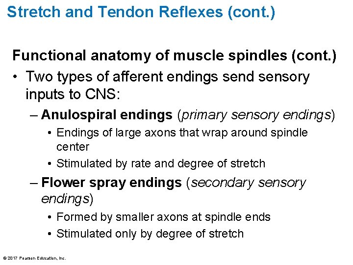 Stretch and Tendon Reflexes (cont. ) Functional anatomy of muscle spindles (cont. ) •