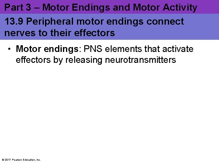 Part 3 – Motor Endings and Motor Activity 13. 9 Peripheral motor endings connect