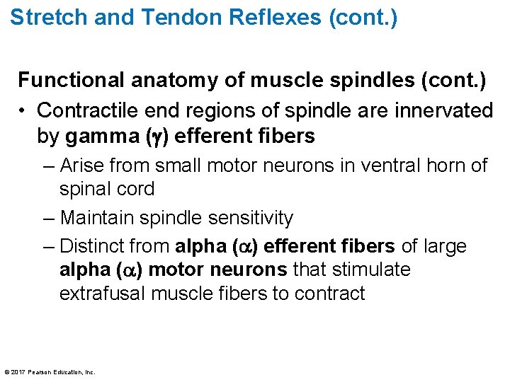 Stretch and Tendon Reflexes (cont. ) Functional anatomy of muscle spindles (cont. ) •