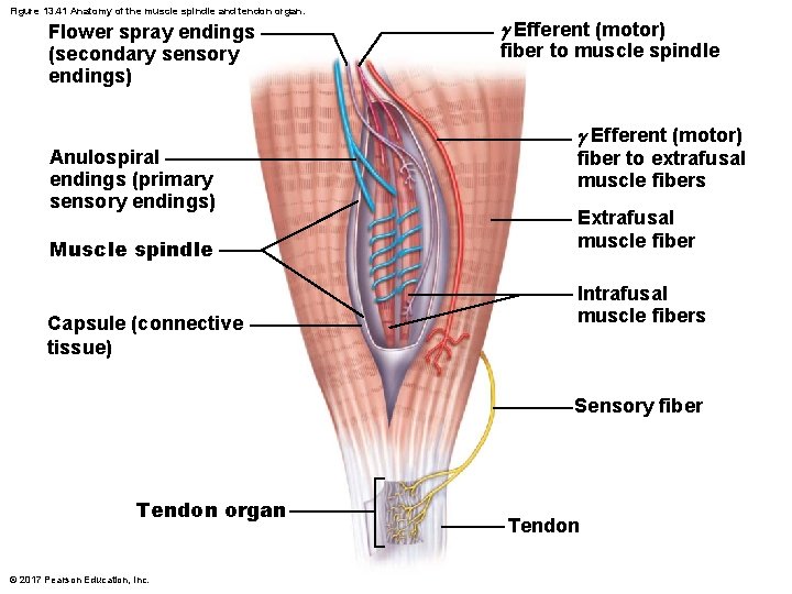 Figure 13. 41 Anatomy of the muscle spindle and tendon organ. Flower spray endings