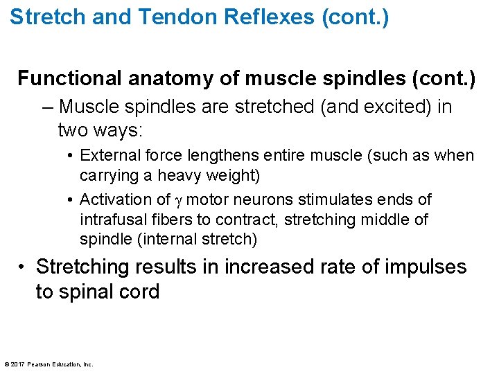 Stretch and Tendon Reflexes (cont. ) Functional anatomy of muscle spindles (cont. ) –