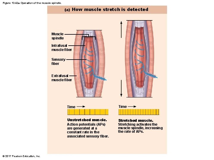 Figure 13. 42 a Operation of the muscle spindle. How muscle stretch is detected