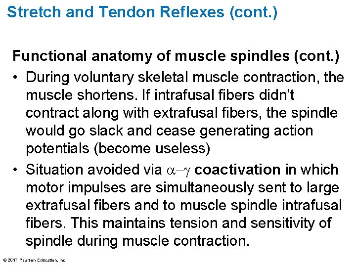 Stretch and Tendon Reflexes (cont. ) Functional anatomy of muscle spindles (cont. ) •