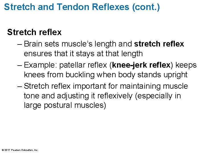 Stretch and Tendon Reflexes (cont. ) Stretch reflex – Brain sets muscle’s length and