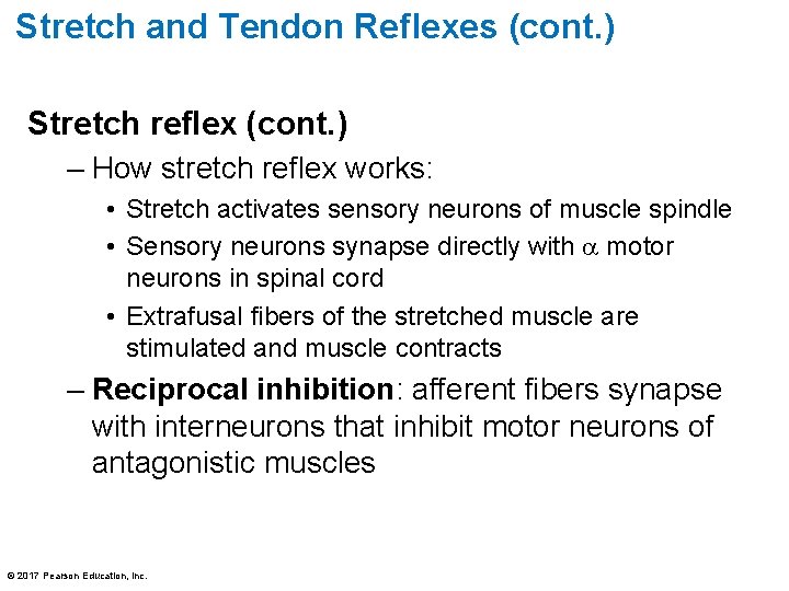 Stretch and Tendon Reflexes (cont. ) Stretch reflex (cont. ) – How stretch reflex