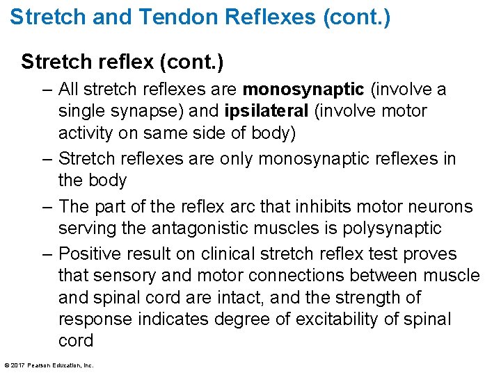 Stretch and Tendon Reflexes (cont. ) Stretch reflex (cont. ) – All stretch reflexes