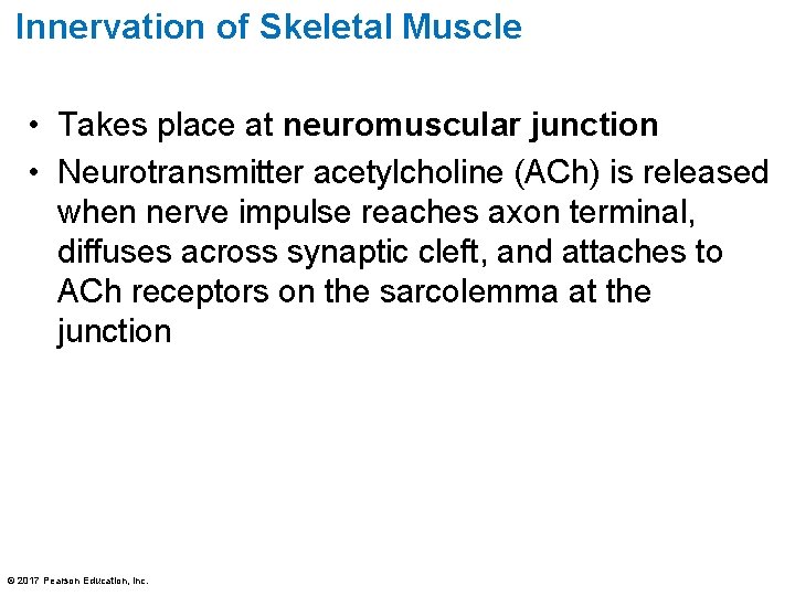 Innervation of Skeletal Muscle • Takes place at neuromuscular junction • Neurotransmitter acetylcholine (ACh)