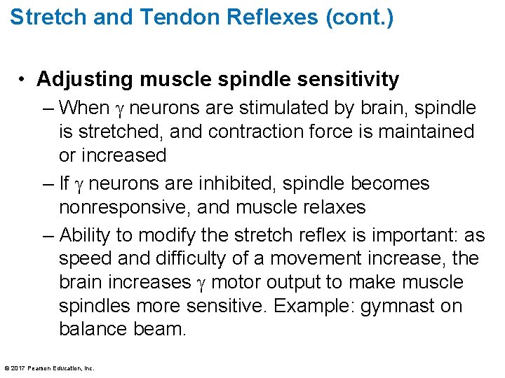 Stretch and Tendon Reflexes (cont. ) • Adjusting muscle spindle sensitivity – When neurons