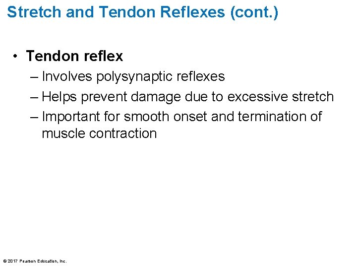 Stretch and Tendon Reflexes (cont. ) • Tendon reflex – Involves polysynaptic reflexes –