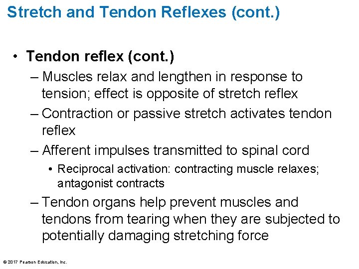 Stretch and Tendon Reflexes (cont. ) • Tendon reflex (cont. ) – Muscles relax