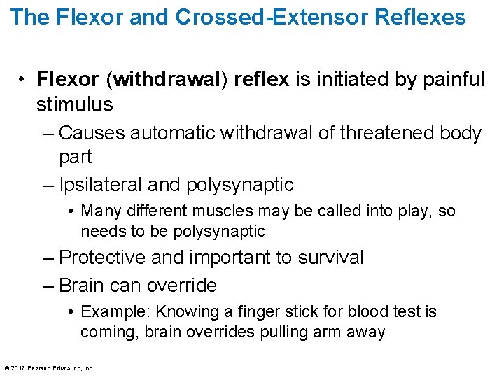 The Flexor and Crossed-Extensor Reflexes • Flexor (withdrawal) reflex is initiated by painful stimulus