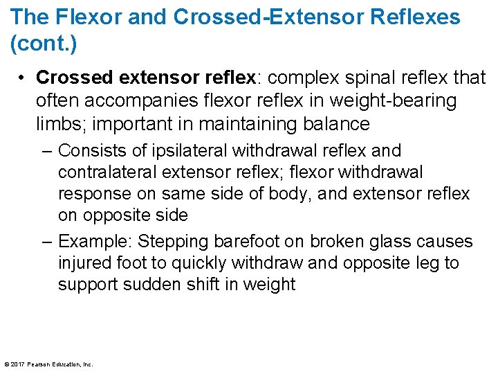 The Flexor and Crossed-Extensor Reflexes (cont. ) • Crossed extensor reflex: complex spinal reflex