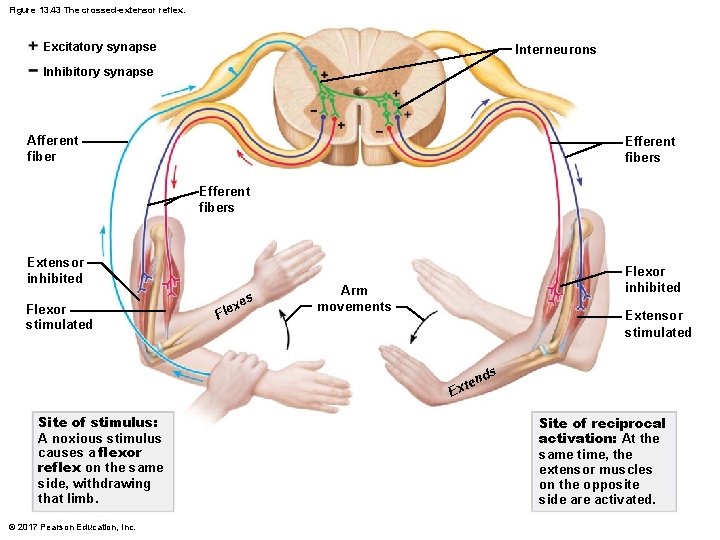 Figure 13. 43 The crossed-extensor reflex. Excitatory synapse Interneurons Inhibitory synapse Afferent fiber Efferent