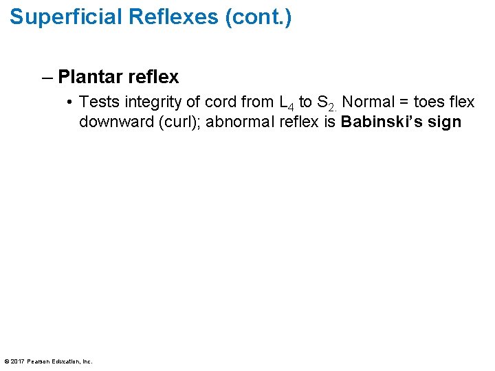 Superficial Reflexes (cont. ) – Plantar reflex • Tests integrity of cord from L