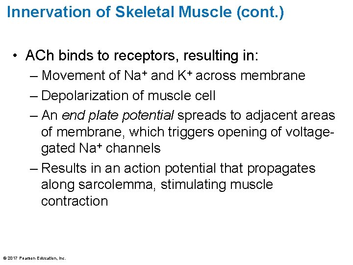 Innervation of Skeletal Muscle (cont. ) • ACh binds to receptors, resulting in: –