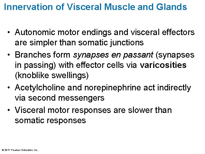 Innervation of Visceral Muscle and Glands • Autonomic motor endings and visceral effectors are