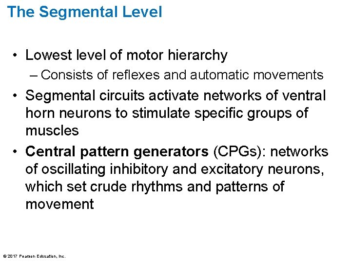 The Segmental Level • Lowest level of motor hierarchy – Consists of reflexes and