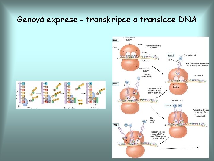 Genová exprese - transkripce a translace DNA 