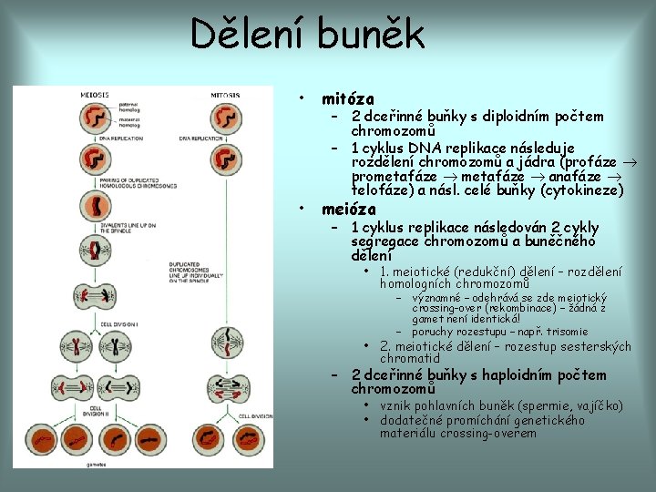 Dělení buněk • mitóza • meióza – 2 dceřinné buňky s diploidním počtem chromozomů