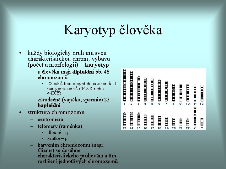 Karyotyp člověka • každý biologický druh má svou charakteristickou chrom. výbavu (počet a morfologii)
