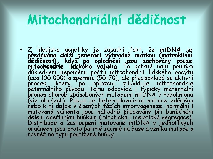 Mitochondriální dědičnost • Z hlediska genetiky je zásadní fakt, že mt. DNA je předávána