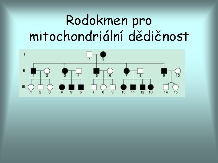 Rodokmen pro mitochondriální dědičnost 