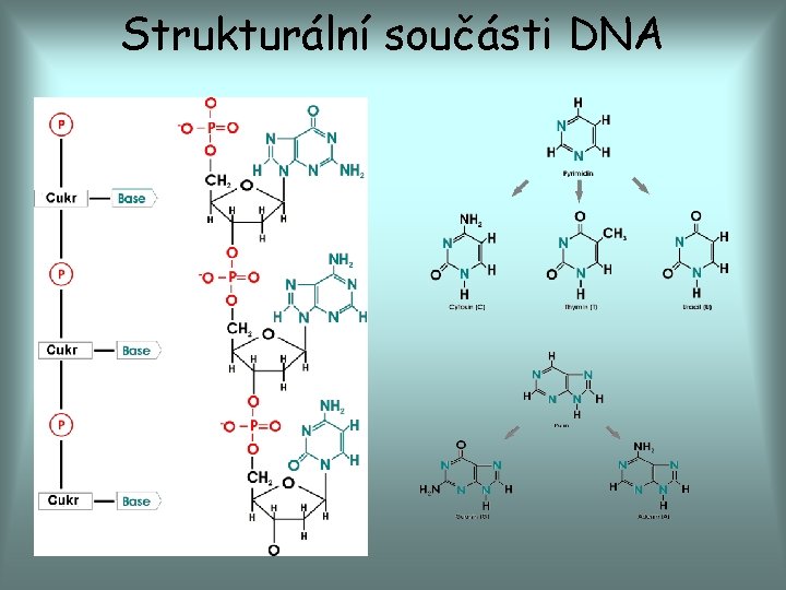 Strukturální součásti DNA 