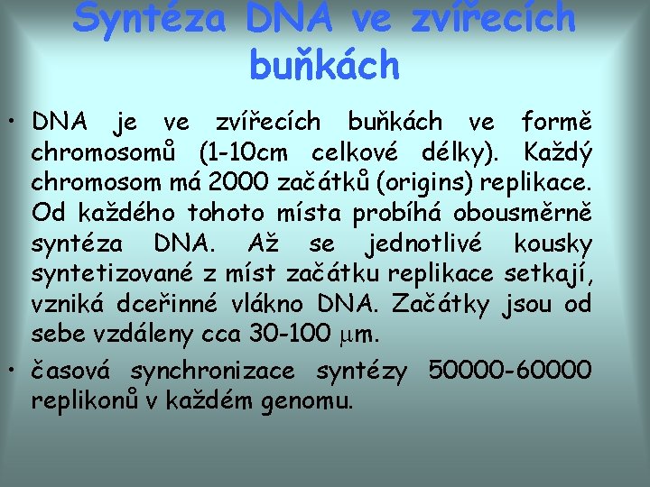 Syntéza DNA ve zvířecích buňkách • DNA je ve zvířecích buňkách ve formě chromosomů