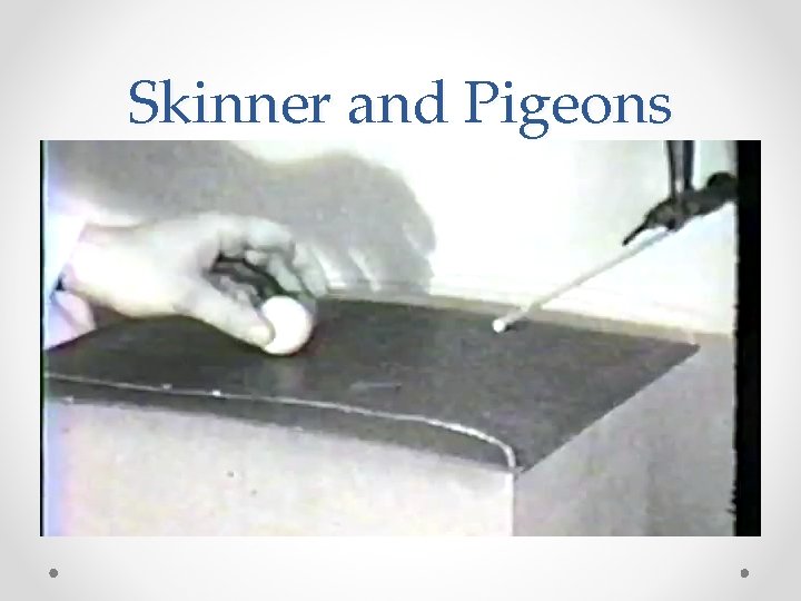 Skinner and Pigeons 