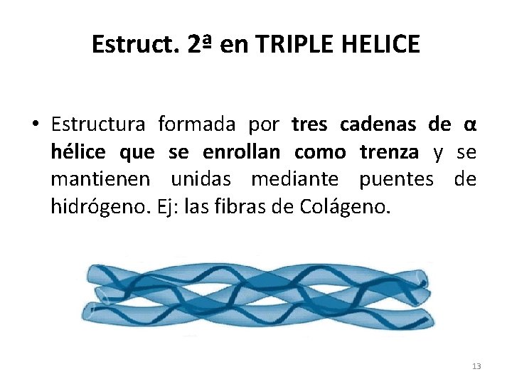 Estruct. 2ª en TRIPLE HELICE • Estructura formada por tres cadenas de α hélice