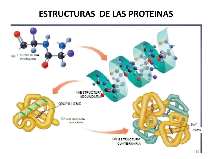 ESTRUCTURAS DE LAS PROTEINAS 19 