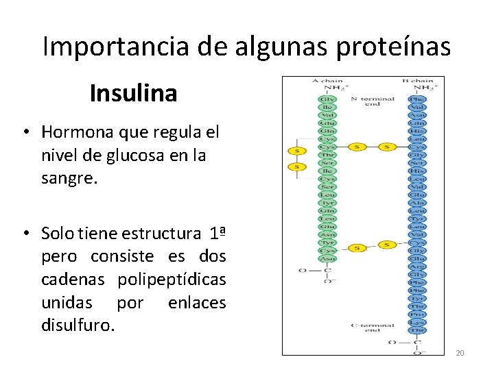 Importancia de algunas proteínas Insulina • Hormona que regula el nivel de glucosa en