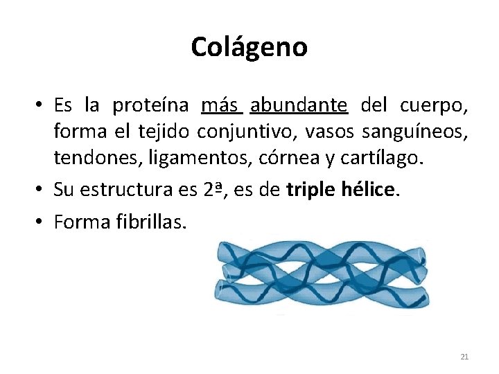 Colágeno • Es la proteína más abundante del cuerpo, forma el tejido conjuntivo, vasos