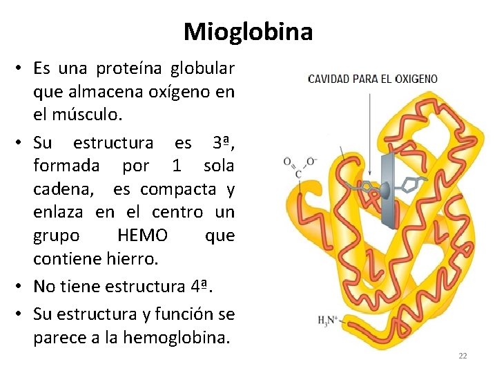 Mioglobina • Es una proteína globular que almacena oxígeno en el músculo. • Su