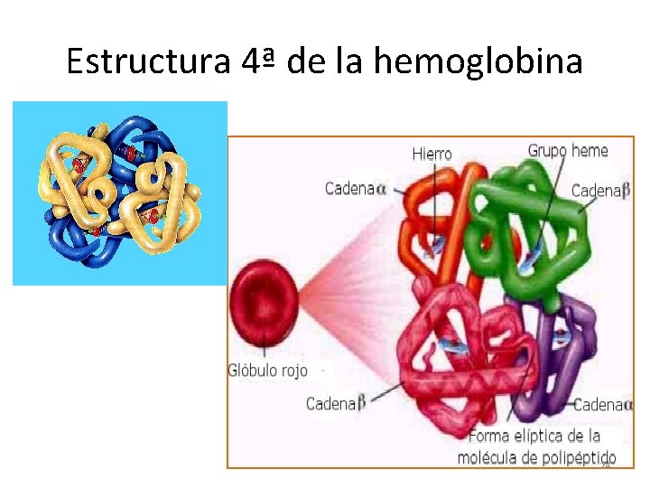 Estructura 4ª de la hemoglobina 24 