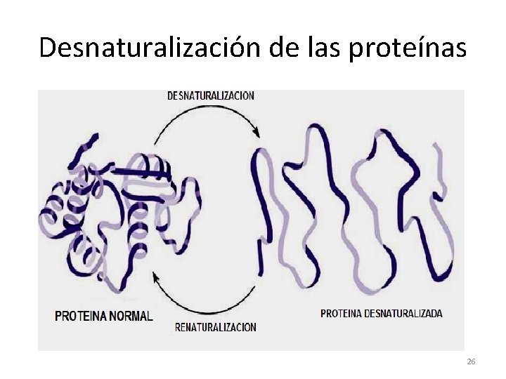 Desnaturalización de las proteínas 26 